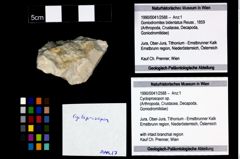 Foto (Objekt + Etikett) von Cycloprosopon sp.  (NHMW-GEO-1990-0041-2588)
